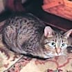 Thumbnail photo of Abby #4