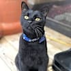 Thumbnail photo of Angelo #2