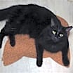 Thumbnail photo of Feral Terry #2