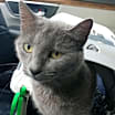 Thumbnail photo of Skye #1