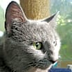 Thumbnail photo of Skye #2