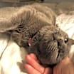 Thumbnail photo of Skye #4