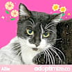 Thumbnail photo of Allie #1