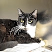 Thumbnail photo of Allie #3