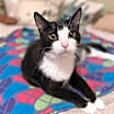 Thumbnail photo of Daisy #1