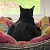 Thumbnail photo of Daisy #2