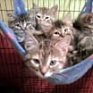 Thumbnail photo of Foster Homes Needed  (Kittens Pictured R Adopted) #1