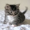 Thumbnail photo of Foster Homes Needed  (Kittens Pictured R Adopted) #2