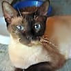 Thumbnail photo of Foster Homes Needed  (Kittens Pictured R Adopted) #3
