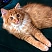 Thumbnail photo of Foster Homes Needed  (Kittens Pictured R Adopted) #4