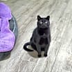 Thumbnail photo of Speedy #1