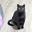 Thumbnail photo of Speedy #2