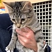 Thumbnail photo of IZZY #2