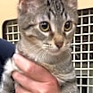 Thumbnail photo of IZZY #3