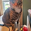 Thumbnail photo of Pd - Wilma (Bonded Pair) #1