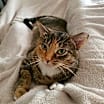 Thumbnail photo of Pd - Wilma (Bonded Pair) #2