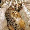 Thumbnail photo of Pd - Wilma (Bonded Pair) #3