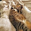 Thumbnail photo of Pd - Wilma (Bonded Pair) #4
