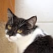 Thumbnail photo of Chai #3