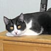 Thumbnail photo of Sibo #3