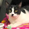 Thumbnail photo of Clover #1