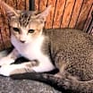 Thumbnail photo of Calla #1