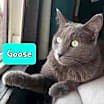 Thumbnail photo of Goose #1