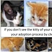 Thumbnail photo of GenericCatAdoptionCollage #1