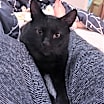 Thumbnail photo of JASPER - Heartful Treasure #2