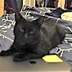 Thumbnail photo of JASPER - Heartful Treasure #3