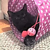 Thumbnail photo of JASPER - Heartful Treasure #4