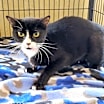 Thumbnail photo of Katinic #2
