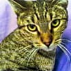 Thumbnail photo of Calvin #2