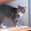 Thumbnail photo of Martini #1