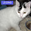 Thumbnail photo of Legend #1