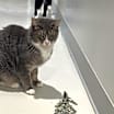 Thumbnail photo of Martini #2