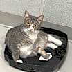 Thumbnail photo of Martini #3