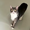 Thumbnail photo of Martini #4
