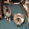 Thumbnail photo of Katie Bonded with Pearl #3