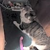 Thumbnail photo of Katie Bonded with Pearl #2