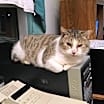 Thumbnail photo of Pearl Bonded with Katie #1