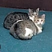 Thumbnail photo of Pearl Bonded with Katie #3