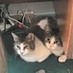 Thumbnail photo of Pearl Bonded with Katie #4