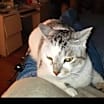 Thumbnail photo of Ginger #1