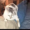 Thumbnail photo of Ginger #2