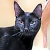 Thumbnail photo of Meowchael Clark Duncan #1