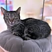 Thumbnail photo of Chicklet #1