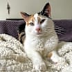 Thumbnail photo of Gemma Crystal #1