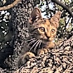 Thumbnail photo of Sugar #1