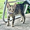 Thumbnail photo of Sugar #3